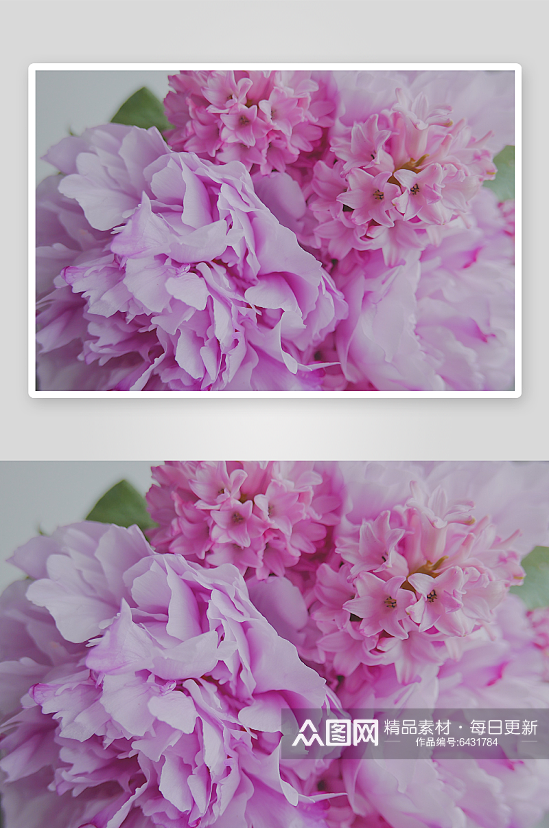 粉红牡丹和风信子花素材