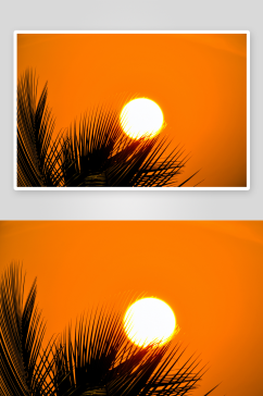 棕榈树后面的日落