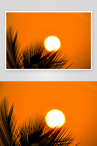 棕榈树后面的日落