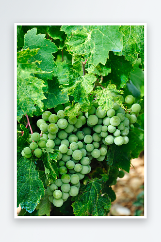 绿色的葡萄高清摄影图