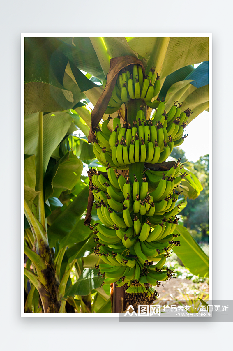 香蕉树上的绿色香蕉果实素材