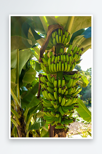 香蕉树上的绿色香蕉果实