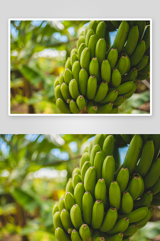 香蕉树上的绿色香蕉果实