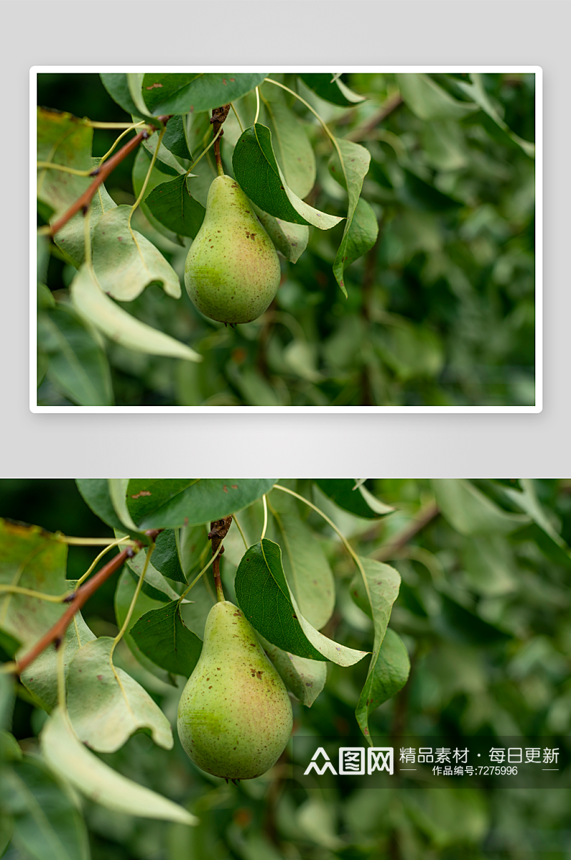 树上的绿色梨果实素材