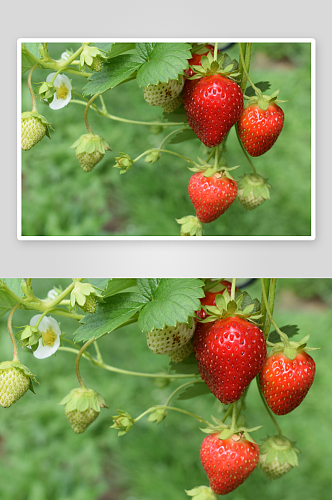 草莓果实高清摄影图
