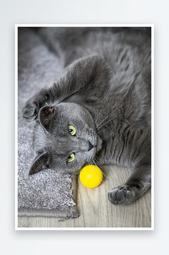 宠物蓝猫高清摄影图