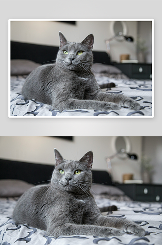 宠物蓝猫高清摄影图