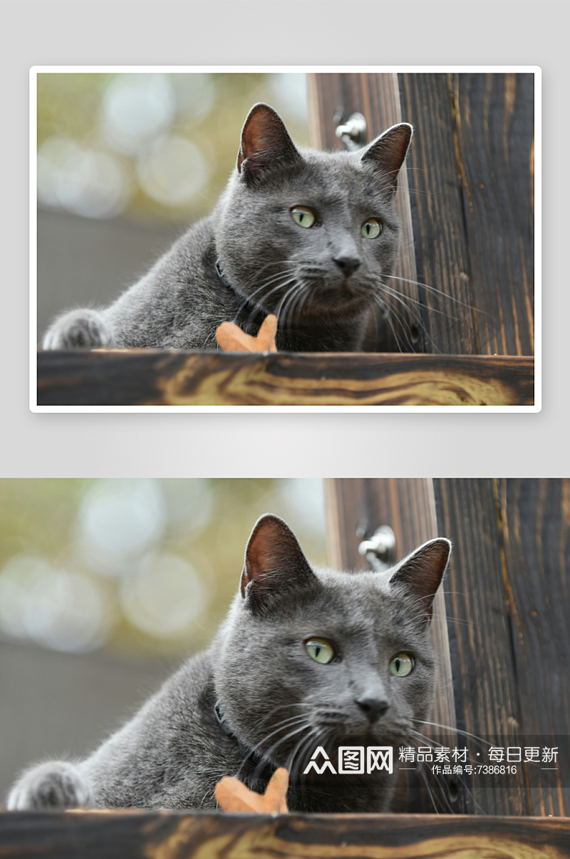 宠物蓝猫高清摄影图素材