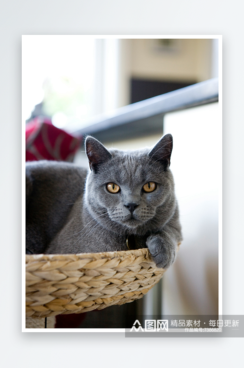 宠物蓝猫高清摄影图素材