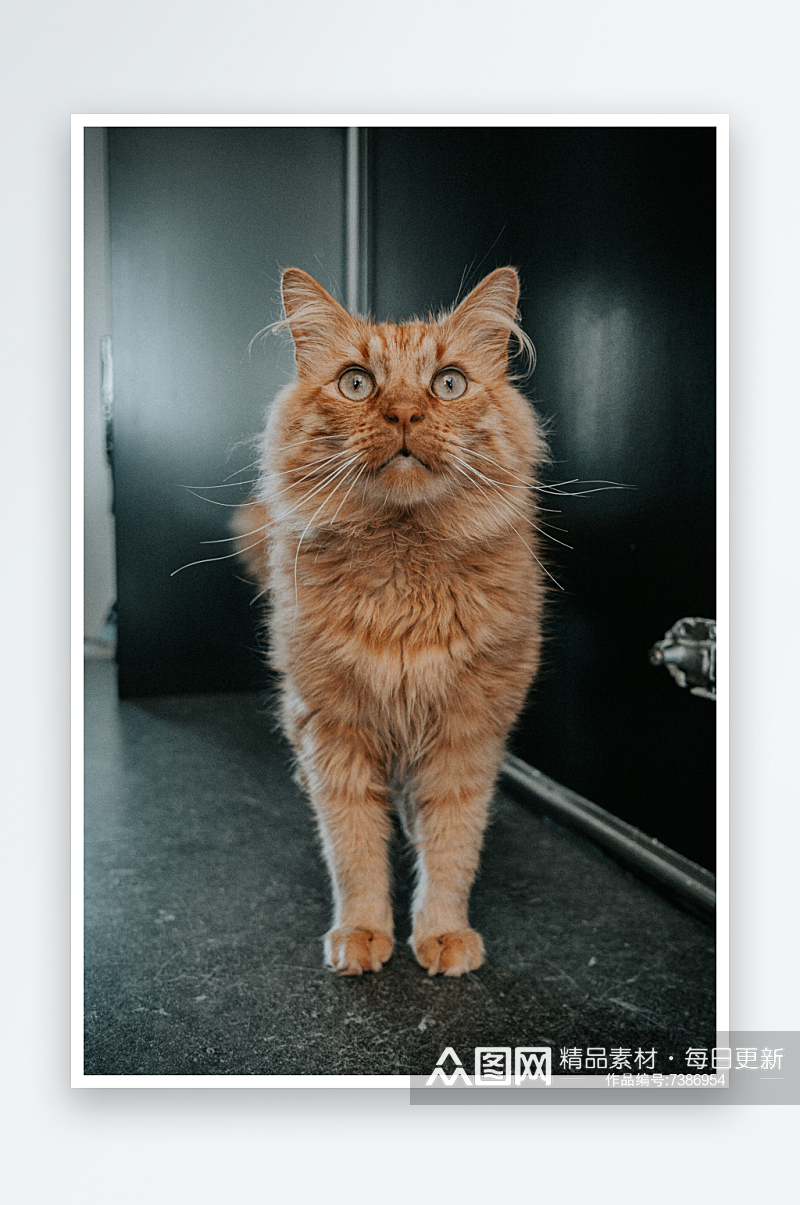 宠物橘猫高清摄影图素材