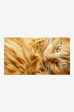 宠物橘猫高清摄影图