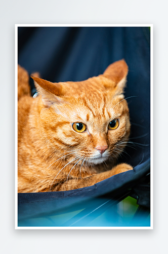 宠物橘猫高清摄影图