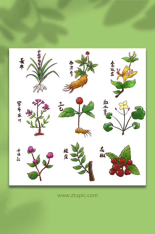 手绘中草药系列元素插画