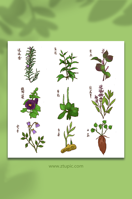 中医手绘古风中草药材元素插画-众图网