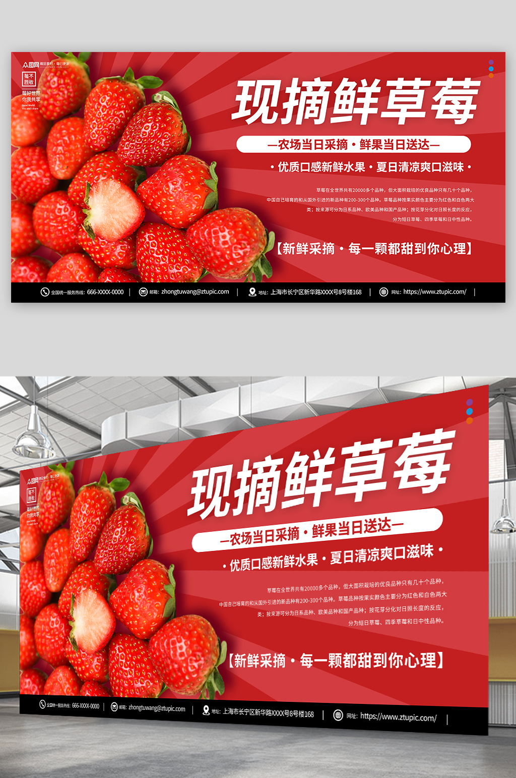 现摘草莓摄影图宣传展板素材