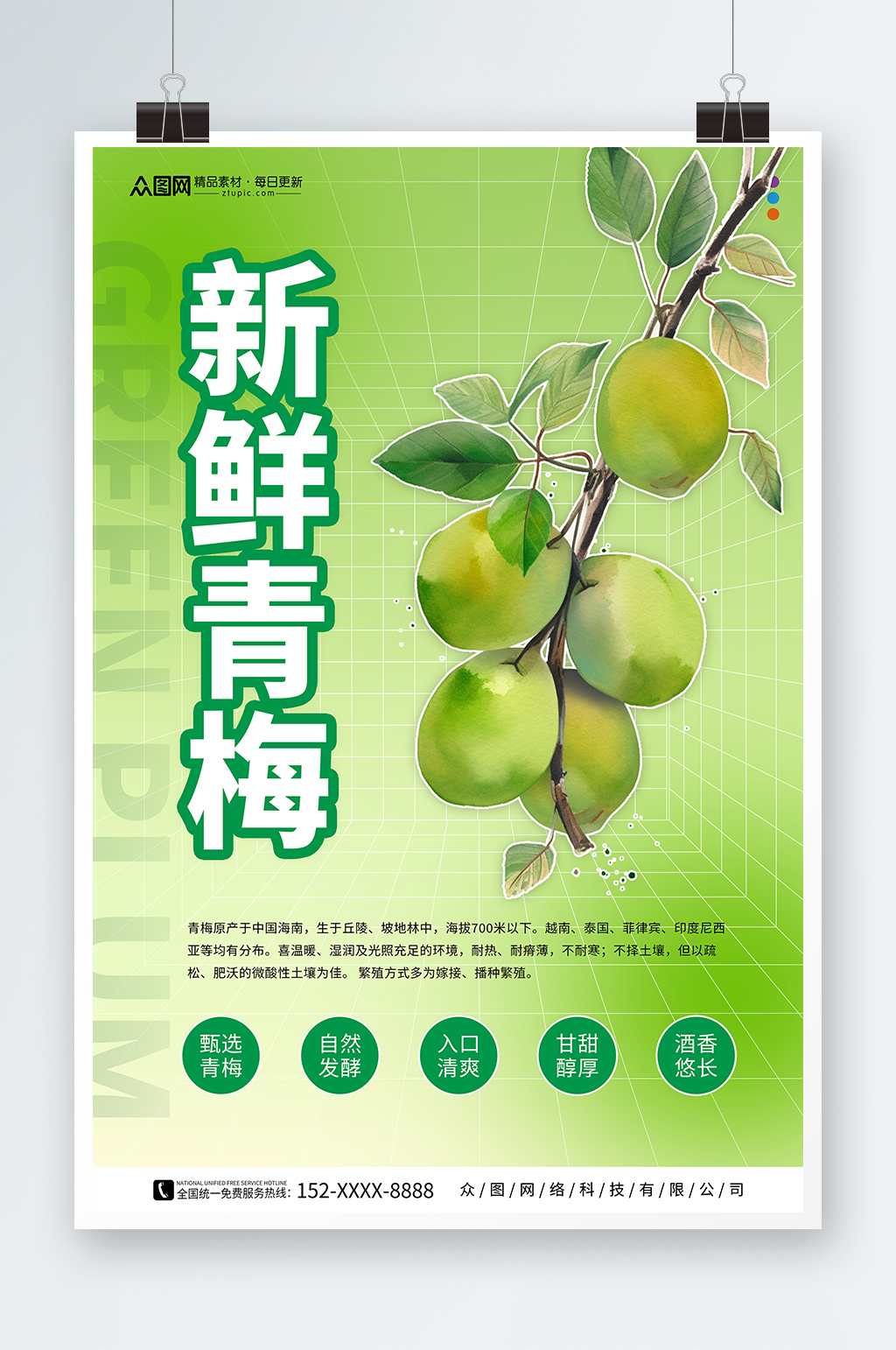 梅子青梅水果宣传海报素材