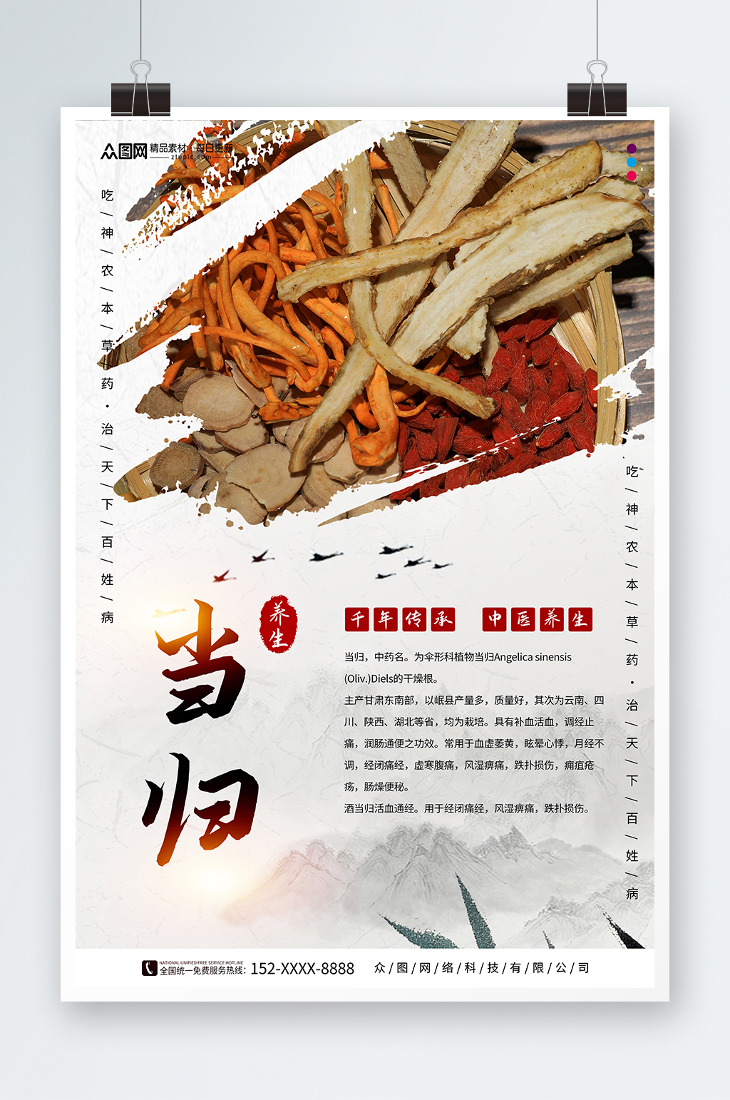 千年传承养生当归药材中药海报素材