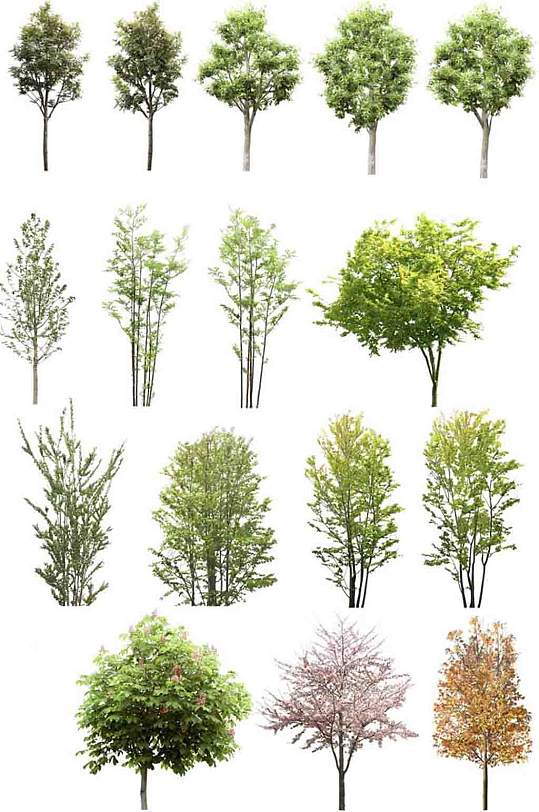 ps立面植物素材