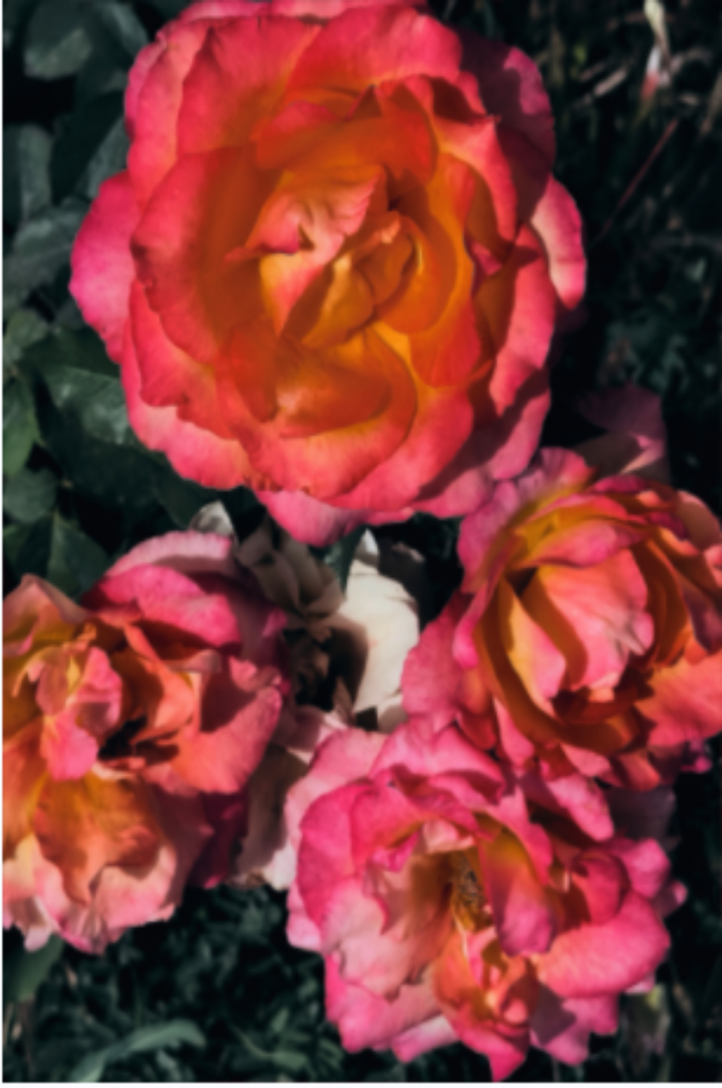 院子花园里的红玫瑰素材
