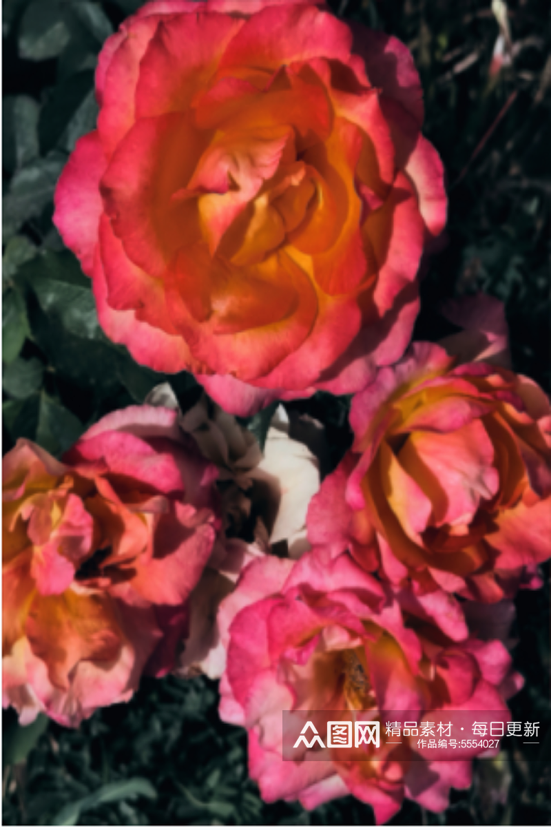 院子花园里的红玫瑰素材