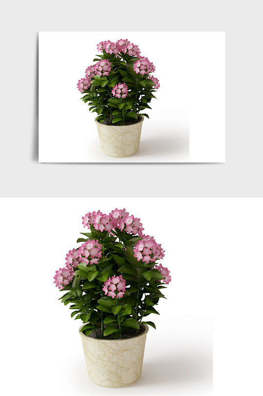 花朵C4D景观绿植盆栽盆景模型