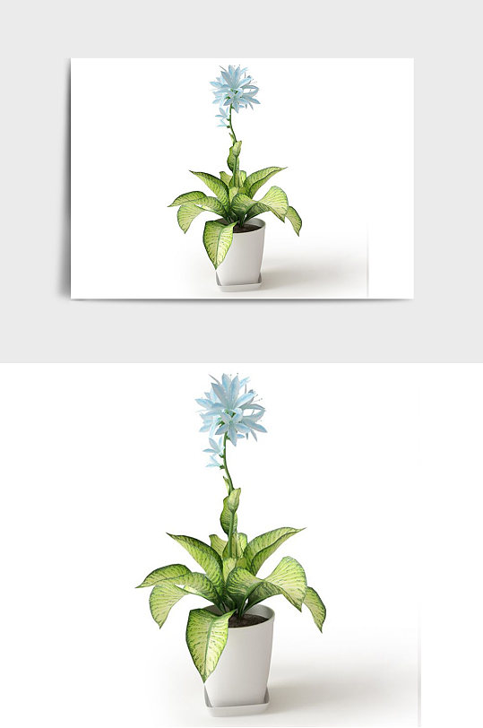 蓝色花朵C4D景观绿植盆栽盆景模型-众图网