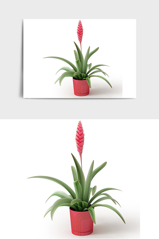 红花C4D景观绿植盆栽盆景模型-众图网