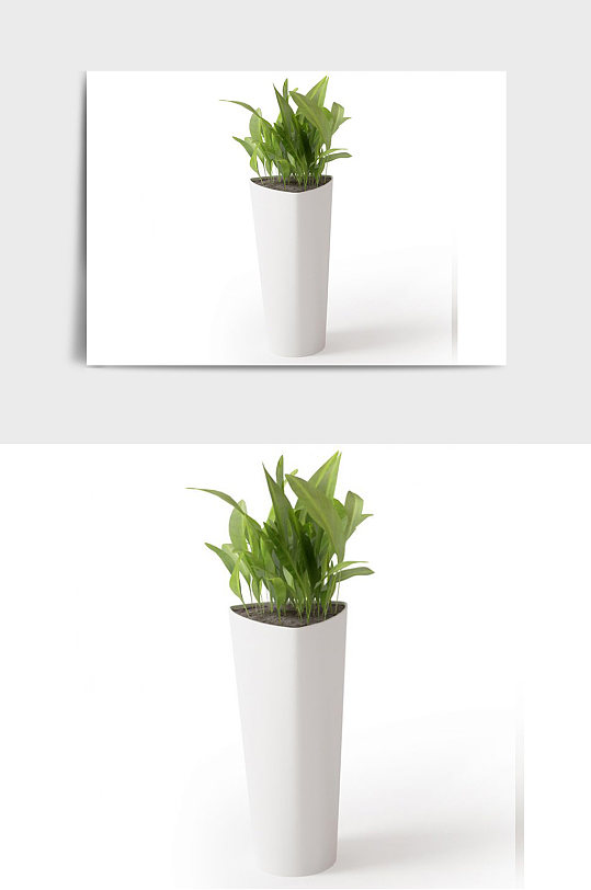 室内盆景绿植植物盆栽C4D模型