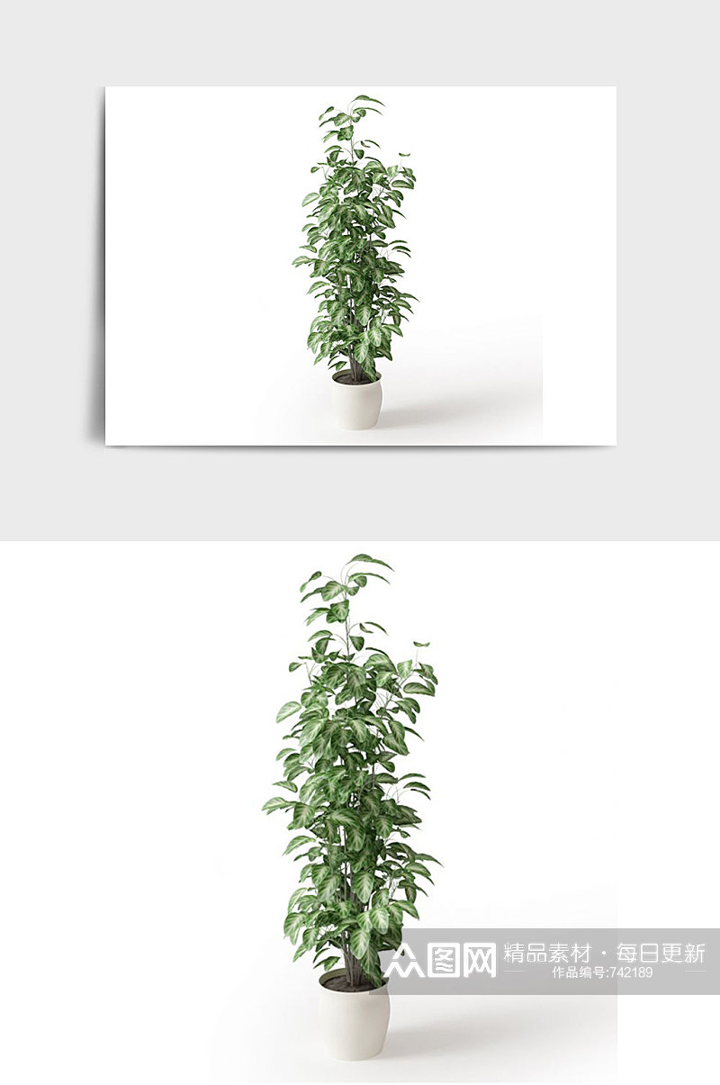 室外绿植植物盆栽C4D模型素材