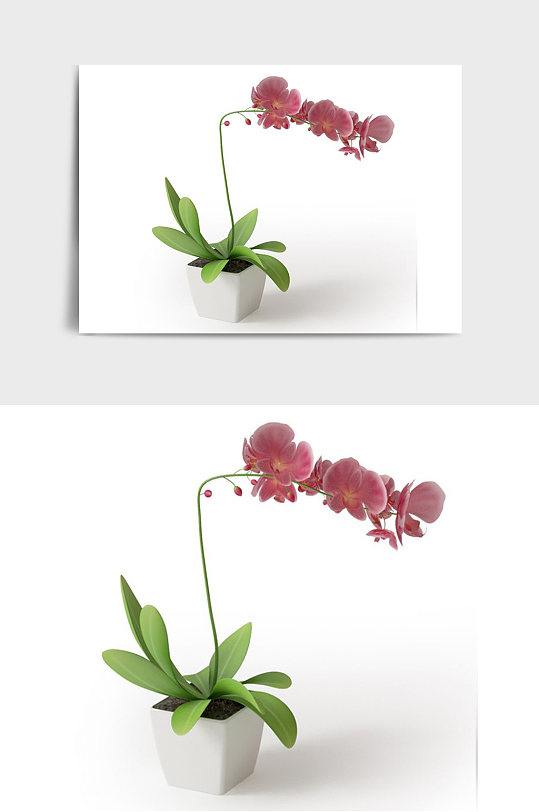 室内景观盆景绿植植物盆栽C4D模型-众图网