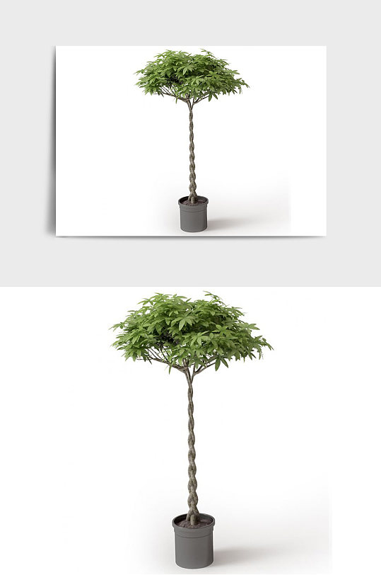 室外盆景绿植植物盆栽C4D模型-众图网
