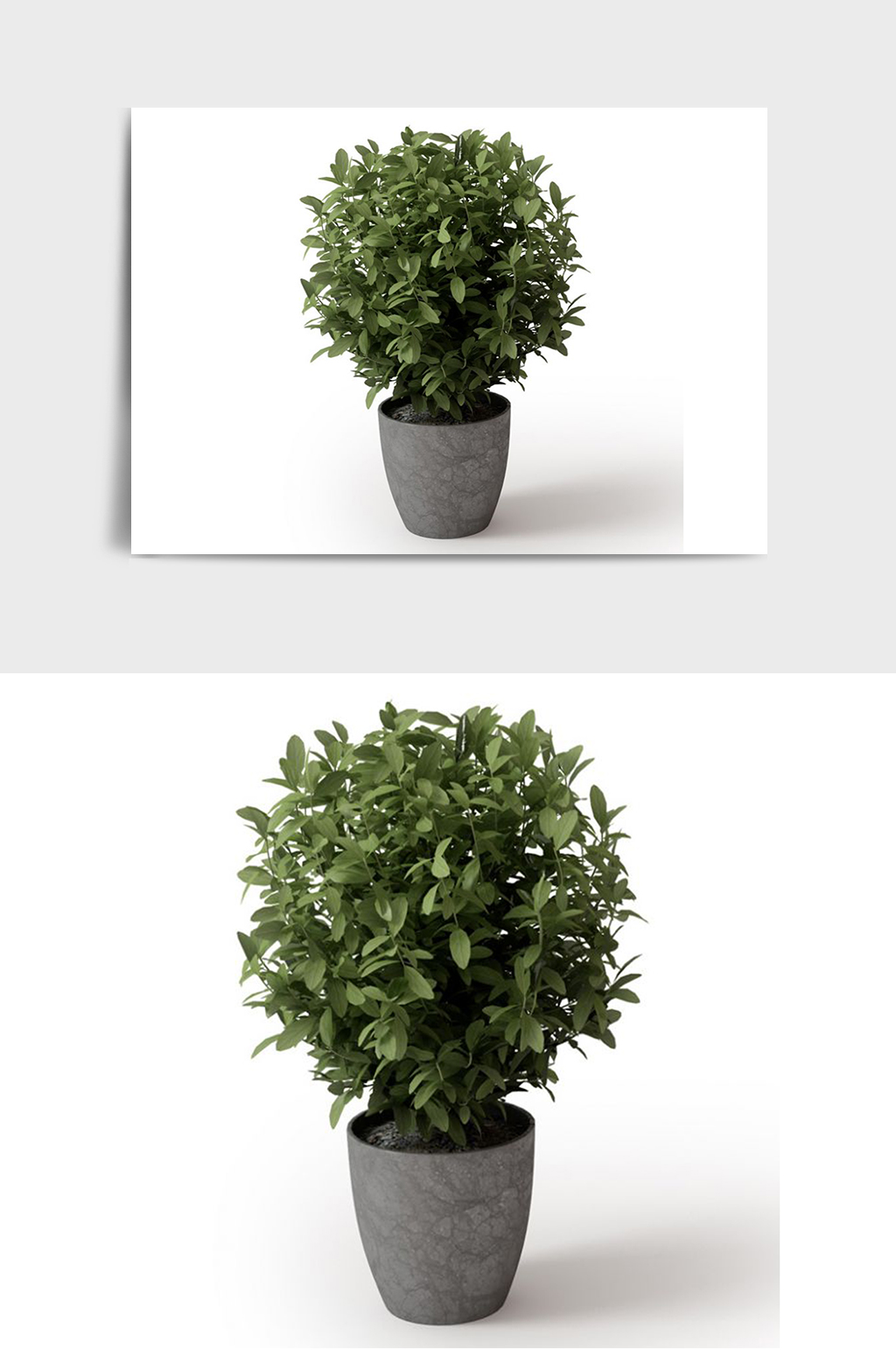 景观盆景绿植植物盆栽C4D模型素材