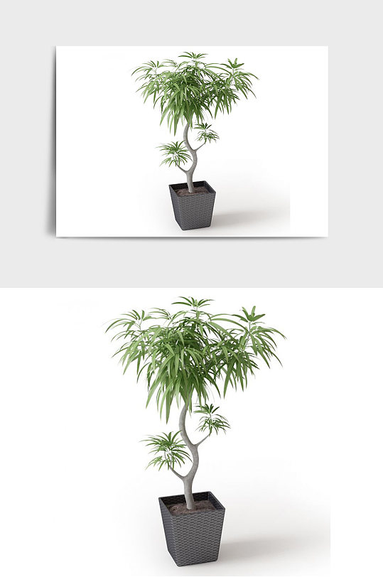 装饰景观盆景绿植植物盆栽C4D模型