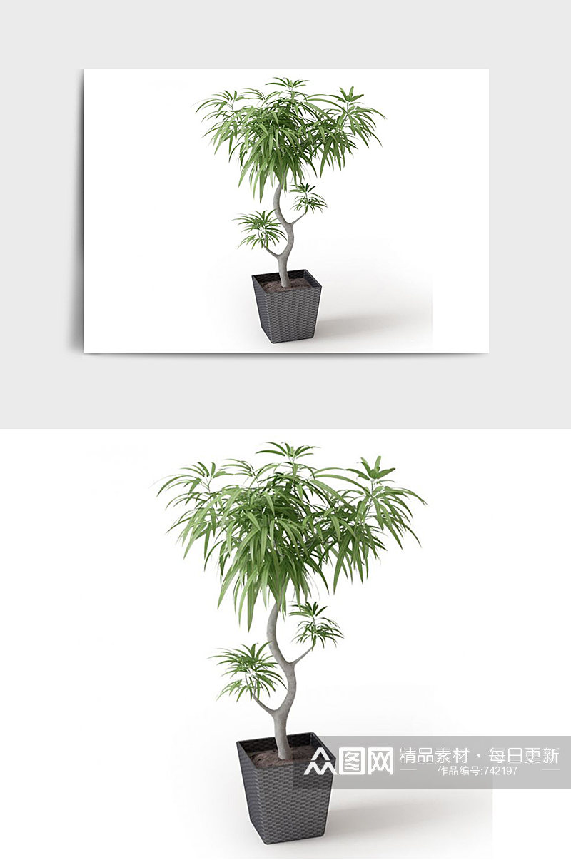 装饰景观盆景绿植植物盆栽C4D模型素材