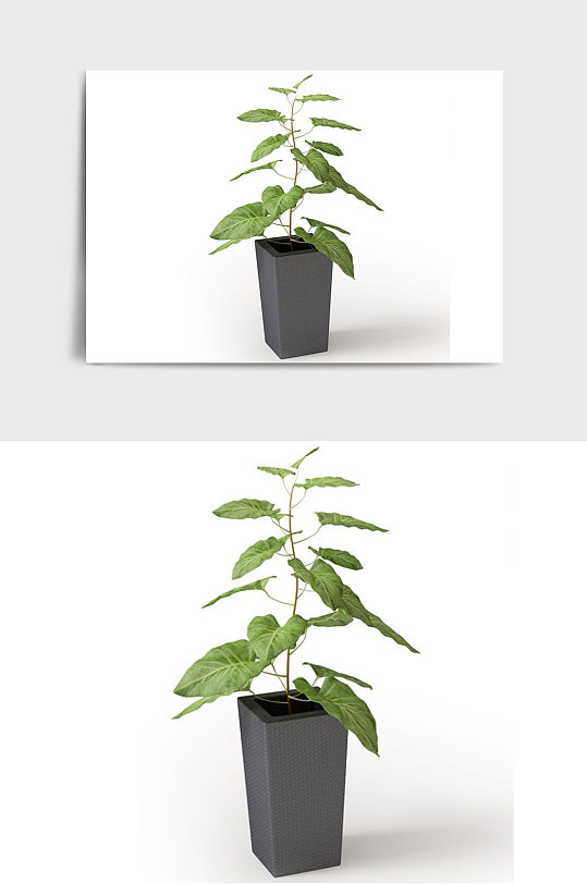 装饰景观盆景绿植植物盆栽C4D模型-众图网