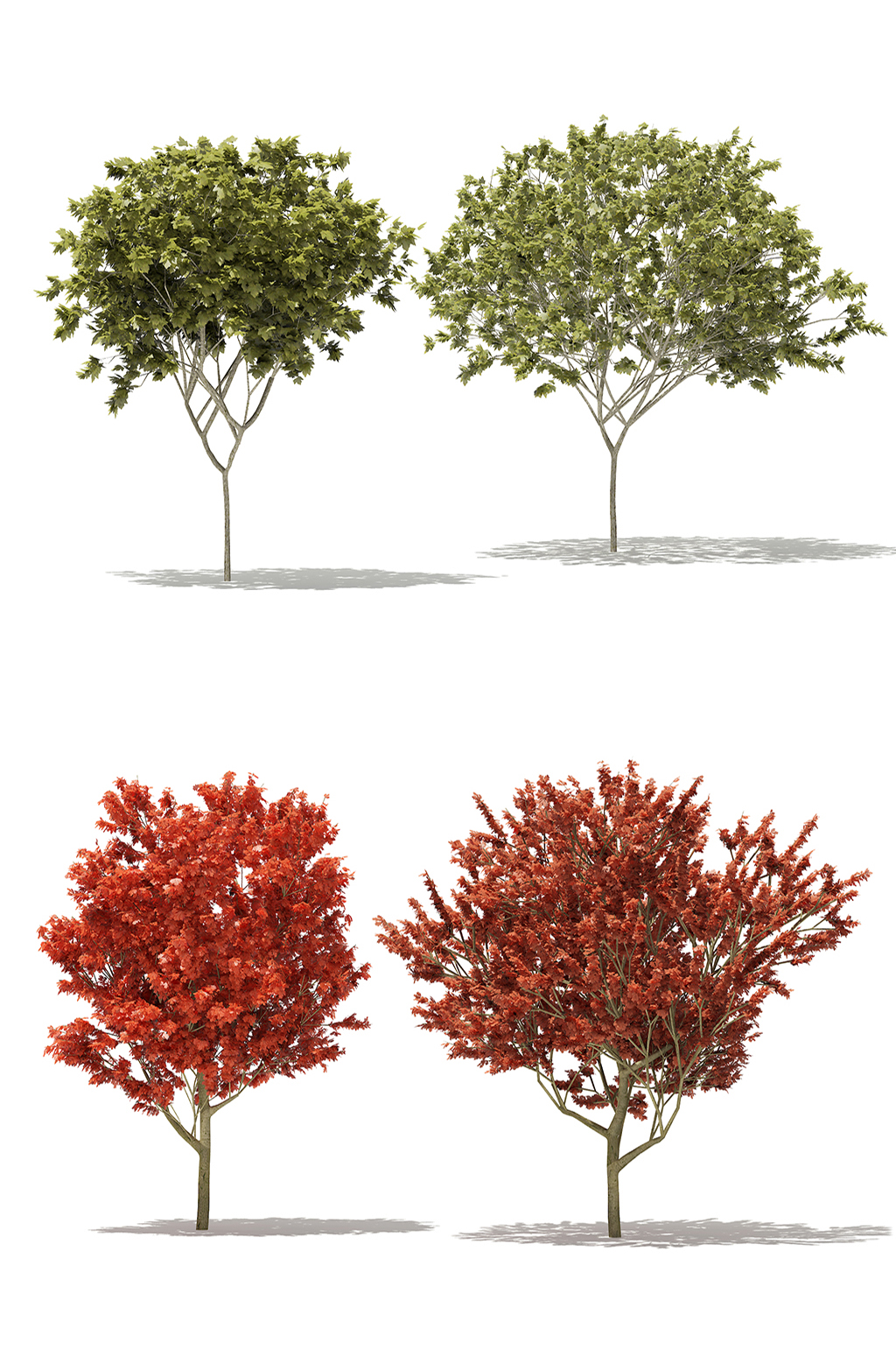 户外景观树木绿植3D模型合集素材
