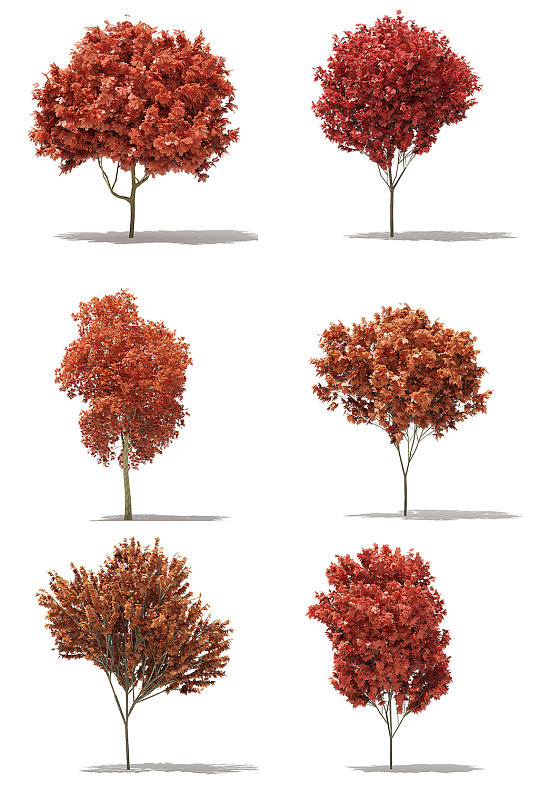 6款户外景观树木绿植3D模型合集