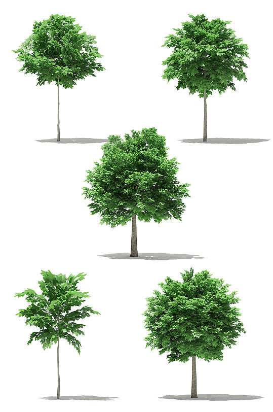 绿色户外景观树木绿植3D模型合集