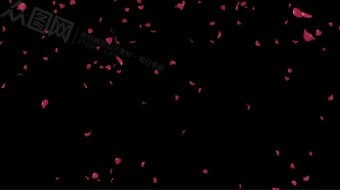 细碎玫瑰花花瓣飘落动态视频素材-众图网