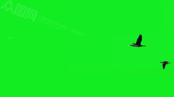 双鸟飞翔绿屏抠像影视视频素材-众图网