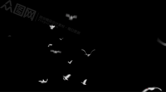 多组带通道鸽子放飞翱翔视频素材-众图网