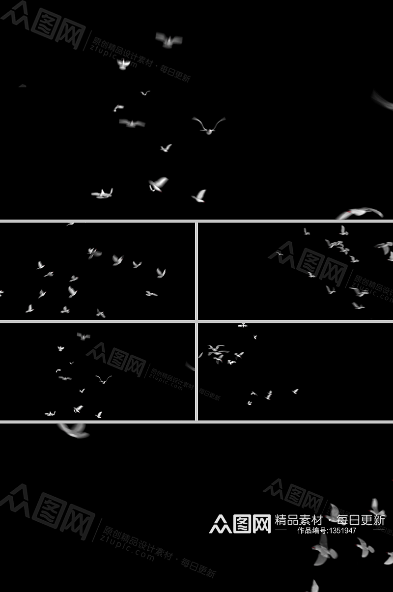 多组带通道鸽子放飞翱翔视频素材素材
