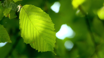 校园美好夏日小清新树叶阳光实拍视频素材-众图网