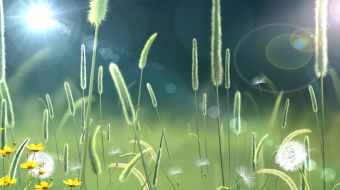 狗尾巴草蒲公英草地清新背景视频素材-众图网