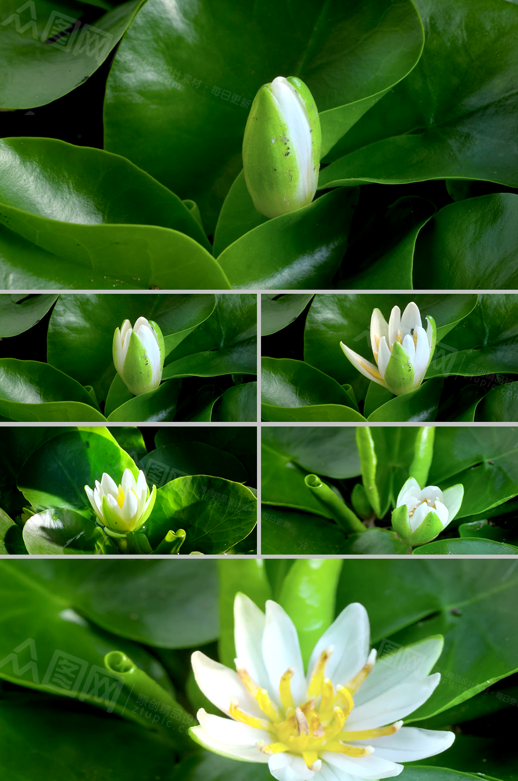 高清特寫實(shí)拍花骨朵花開(kāi)延時(shí)拍攝視頻素材素材