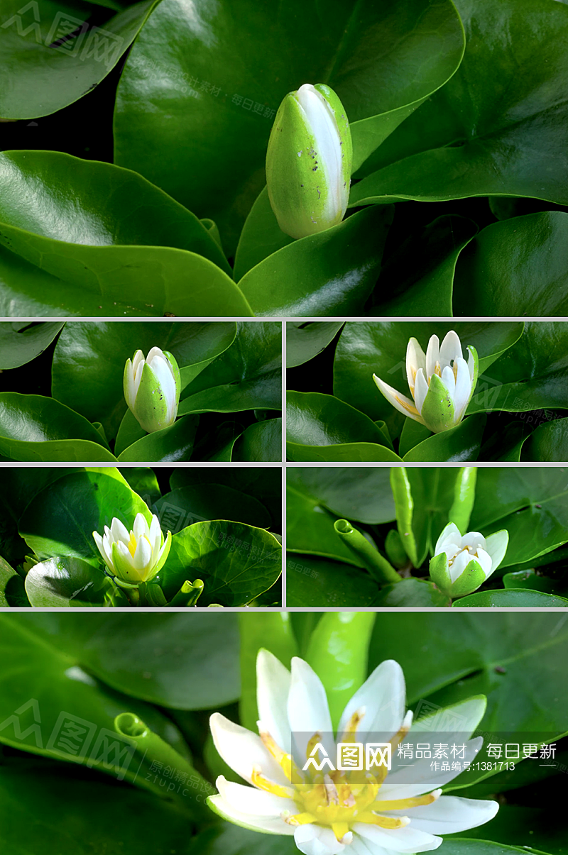 高清特写实拍花骨朵花开延时拍摄视频素材素材