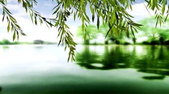 春风又绿杨柳岸中国风舞台晚会背景视频素材-众图网