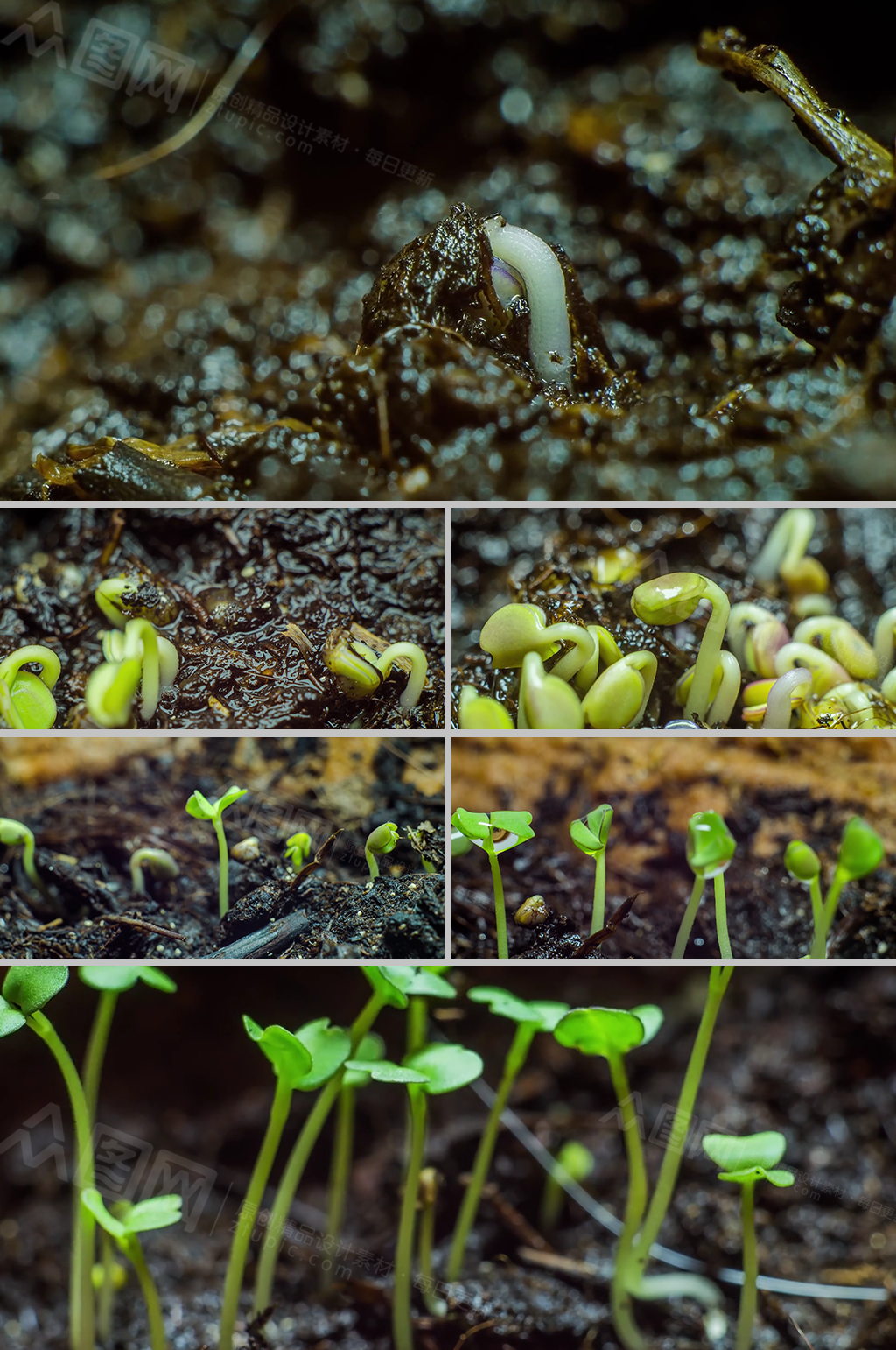 延時拍攝植物破土成長過程視頻素材