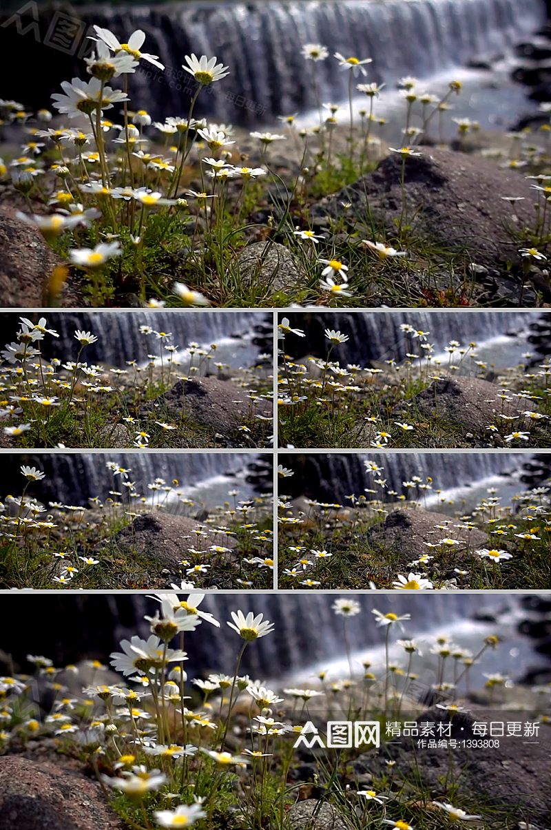 大瀑布旁的雏菊花特写实拍视频素材素材