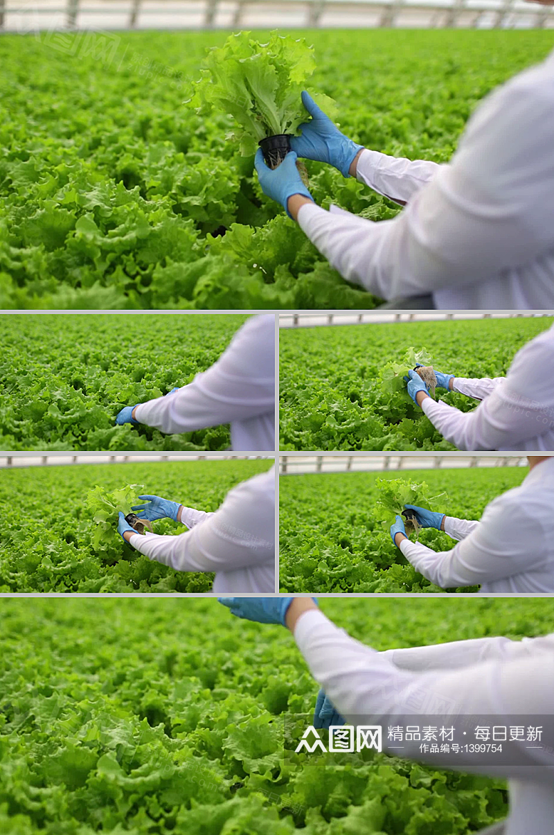 实拍大棚绿色种植蔬菜检验视频素材素材